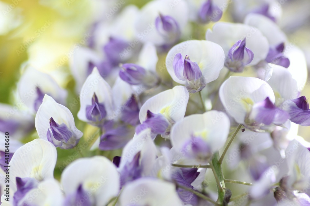 藤の花 藤の花