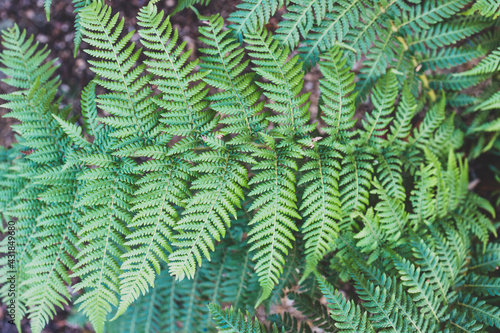 close-up of fern plant outdoor in sunny backyard