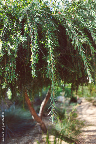 native Australian callistemon viminalis (weeping bottlebrush) tree outdoor in sunny backyard photo