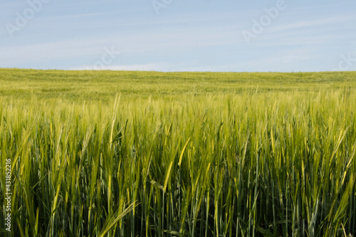 Vista de campo de cebada