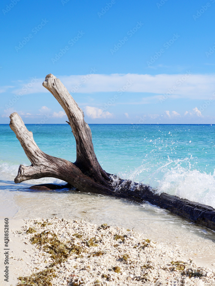 Blue sea color palette. Log, ocean, beach, sky
