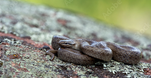 Smooth snake (Coronella austriaca) lying on a rock