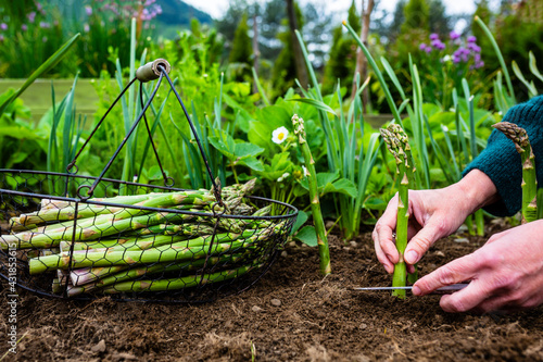 Woman's hand shear green asparagus in the garden.
