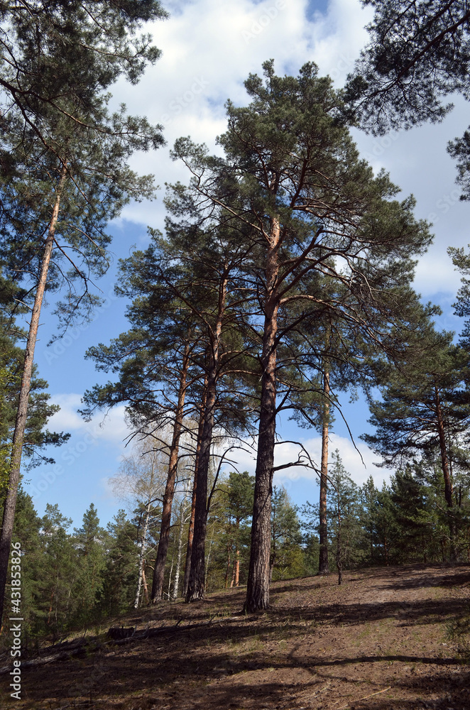 Pine forest in Kiev Region,Ukraine. Natyre of Eastern Europe