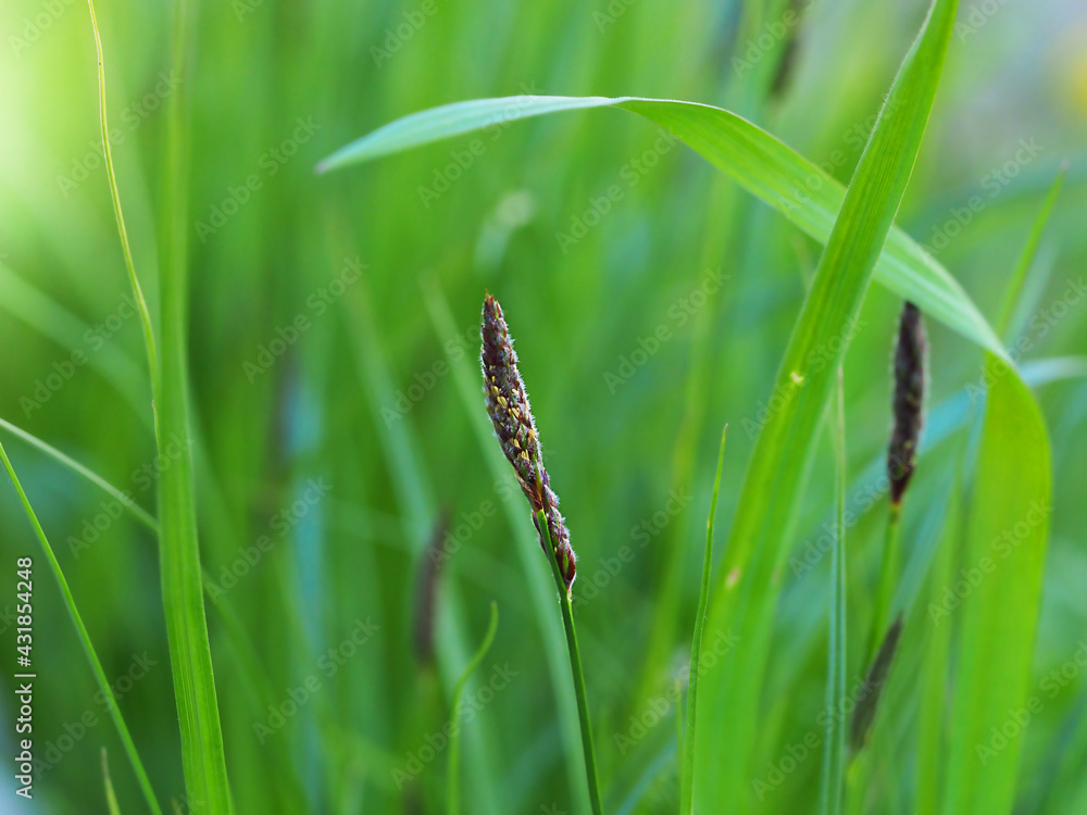 green grain grass with ear abstract background