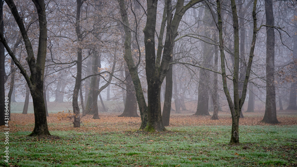 trees in the fog, the park, winter