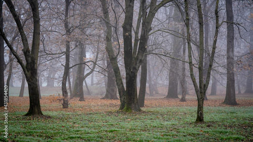 trees in the fog  the park  winter