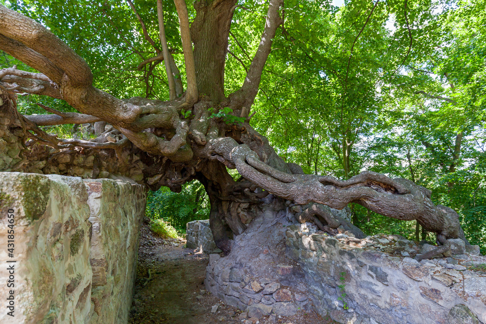 die Lauenburg im Harz bei Stecklenberg die Lauenburg im Harz bei Stecklenberg