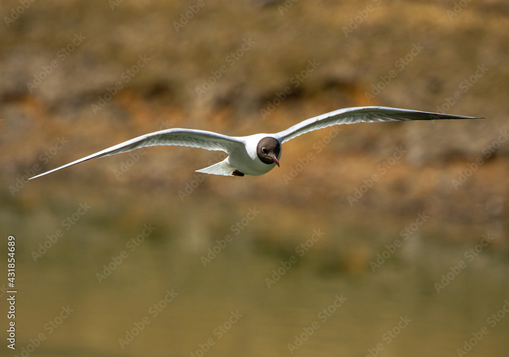 Black-headed gull (Chroicocephalus ridibundus) in flight over pond Black-headed gull (Chroicocephalus ridibundus) in flight over pond