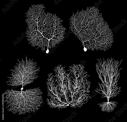 human development biology neuron with cell on black