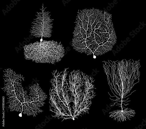 human development biology neuron with cell on black