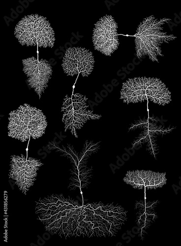 human development biology neuron with cell on black