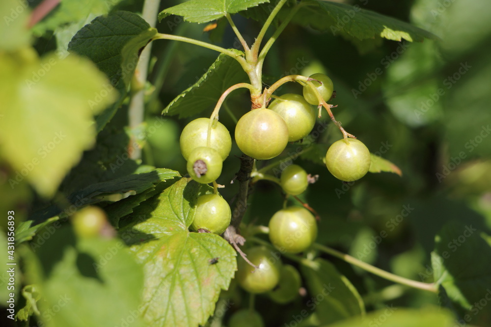 Green currant berries on a green Bush close-up at summer day, healthy natural food