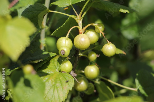 Obraz na płótnie Green currant berries on a green Bush close-up at summer day, healthy natural food w salonie