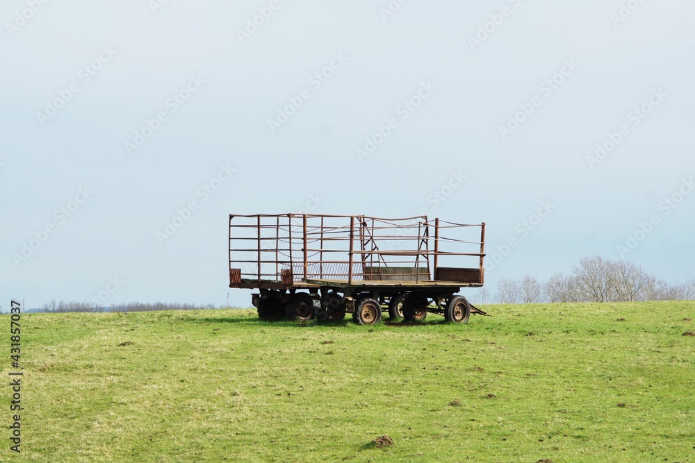 dorper sheep grazing in a pasture