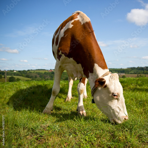 Vache laitière dans la campagne verte au printemps. © Thierry RYO