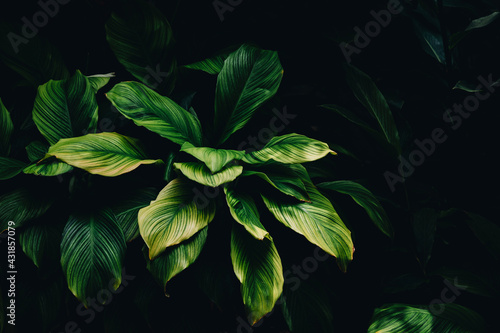 green leaves on black background