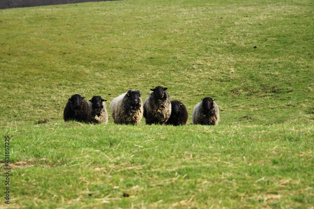 dorper sheep grazing in a pasture