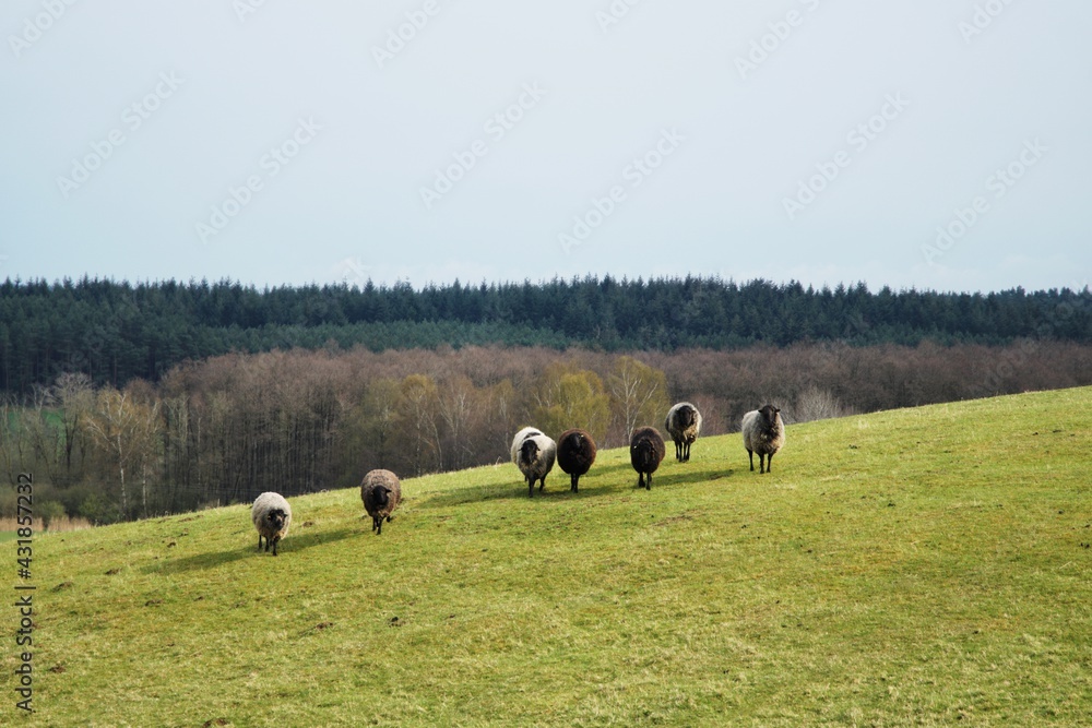dorper sheep grazing in a pasture