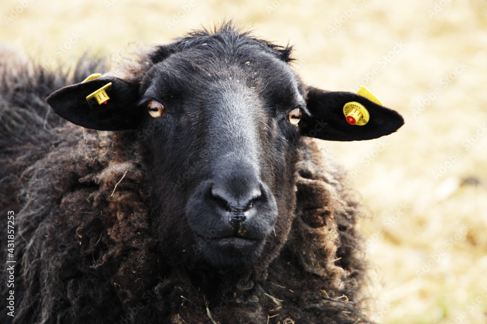 dorper sheep grazing in a pasture