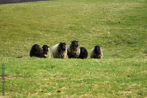 Obraz na płótnie dorper sheep grazing in a pasture w salonie