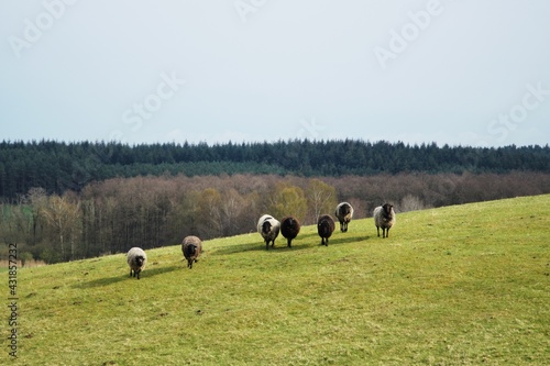 Obraz na płótnie dorper sheep grazing in a pasture w salonie