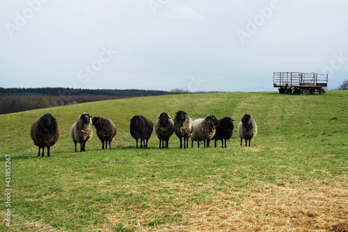 Obraz na płótnie dorper sheep grazing in a pasture w salonie