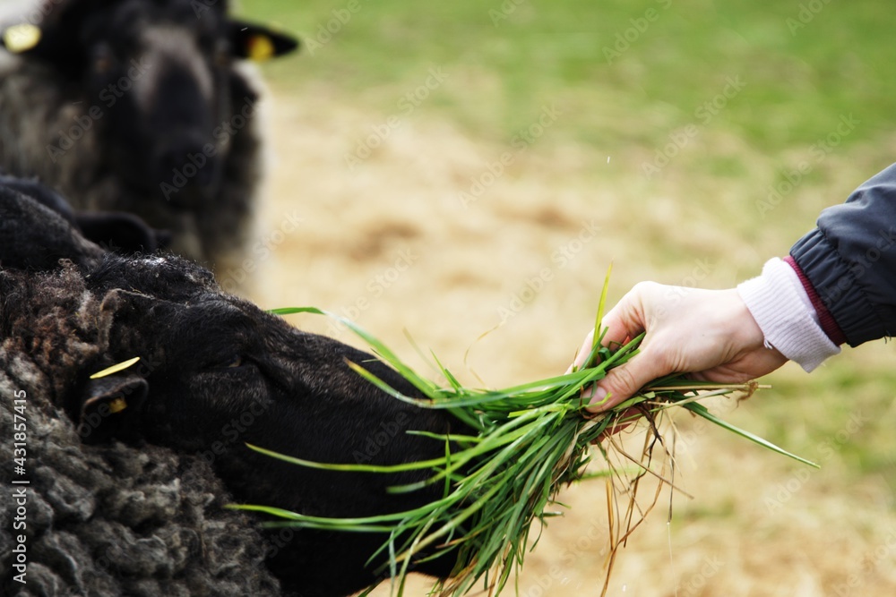 dorper sheep grazing in a pasture