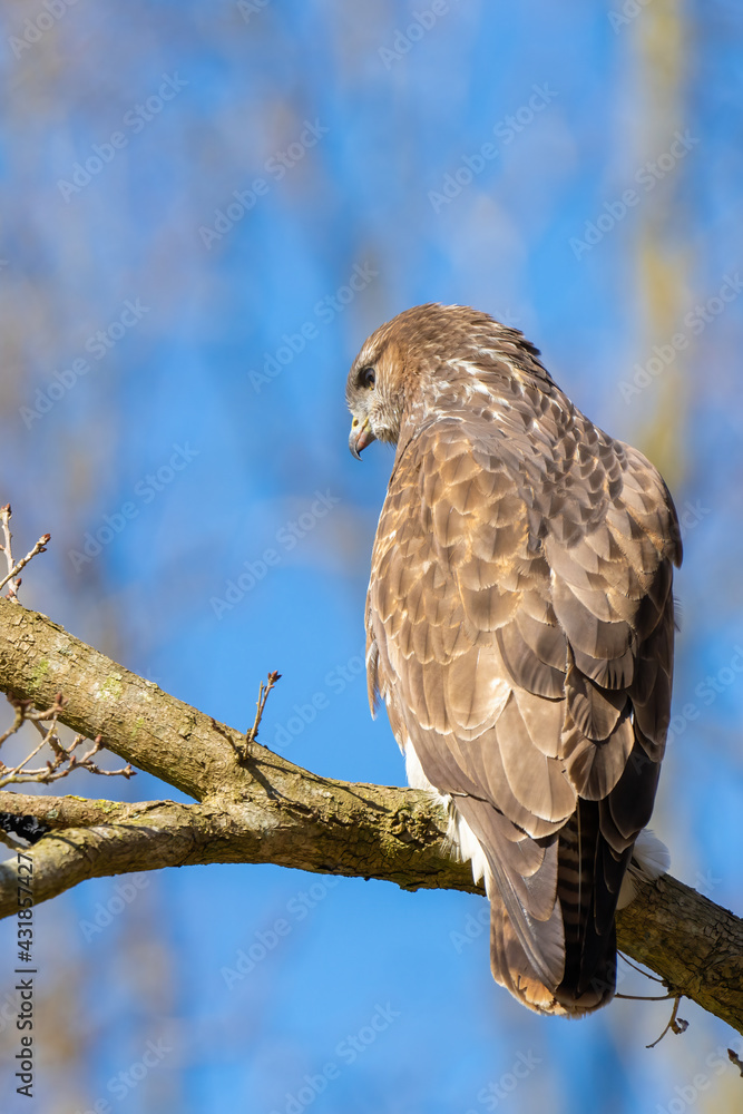 Buzzard in the forest. Sitting on a branch of a deciduous tree in winter. Wildlife Bird of Prey,. Detailed feathers in close up. Blue sky behind the trees. Wildlife scene from nature, seen from behind Buzzard in the forest. Sitting on a branch of a deciduous tree in winter. Wildlife Bird of Prey,. Detailed feathers in close up. Blue sky behind the trees. Wildlife scene from nature, seen from behind
