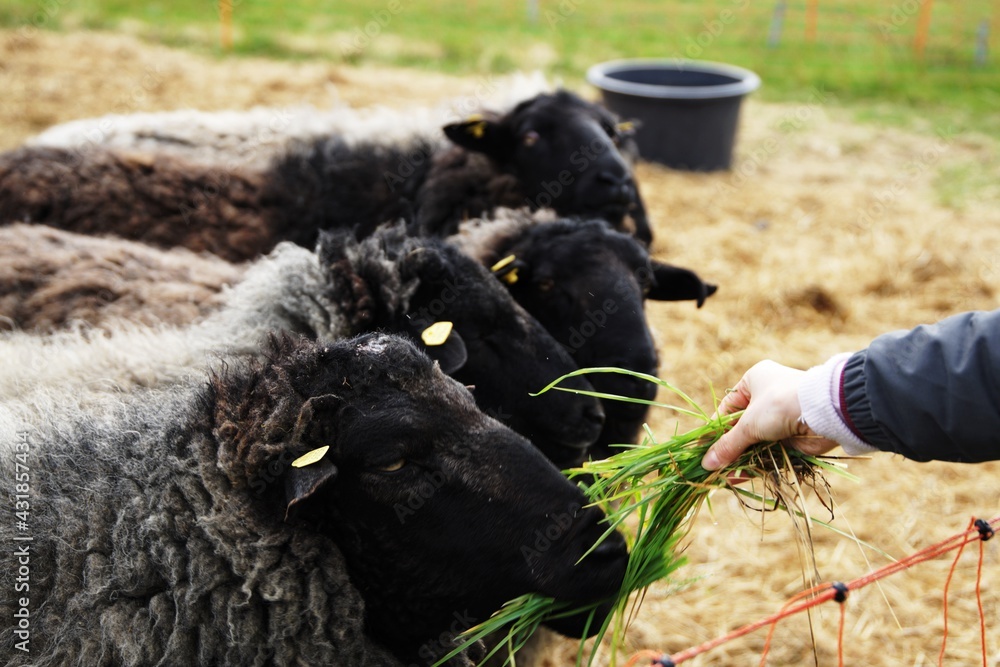 dorper sheep grazing in a pasture