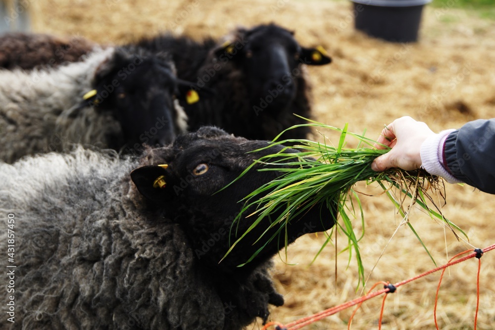 dorper sheep grazing in a pasture