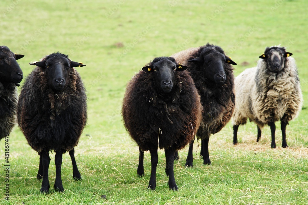 dorper sheep grazing in a pasture