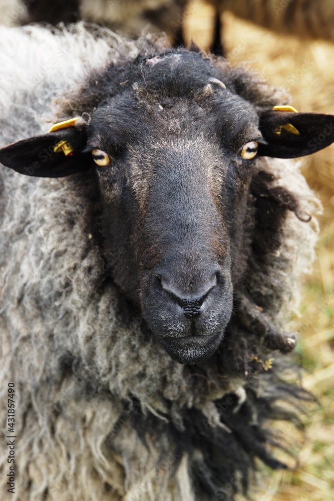 dorper sheep grazing in a pasture