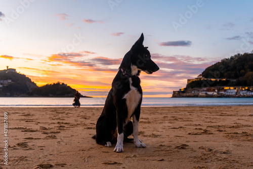 A black dog in the orange sunset on the beautiful beach of La Concha in the city of San Sebastian, in the province of Gipuzkoa in the Basque Country photo