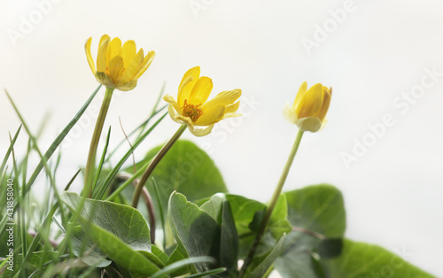Spring yellow Caltha flower...