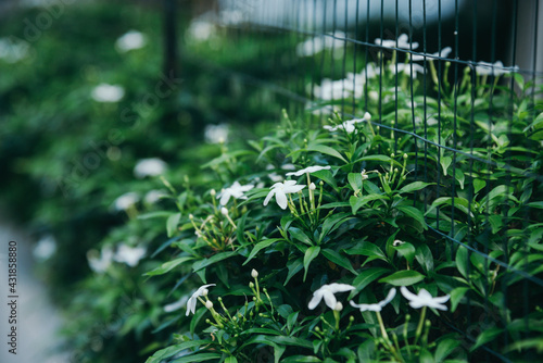 White Crape Jasmine flowers on garden wall 