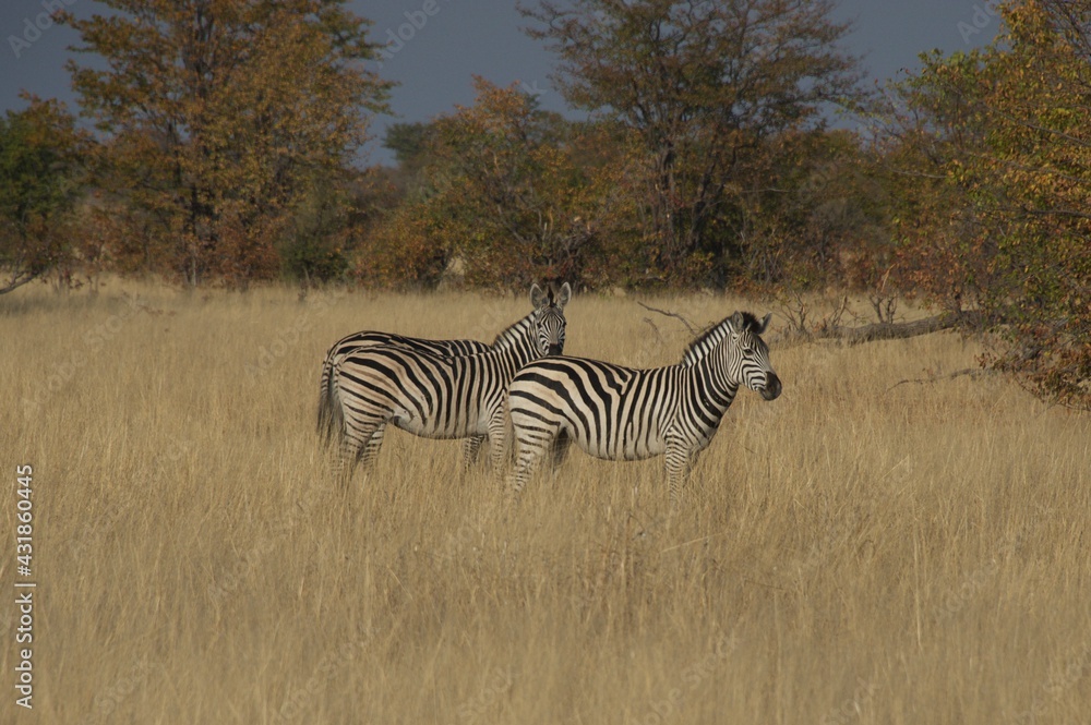 Obraz premium zebras in the wild 
