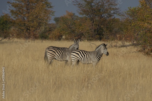 zebras in the wild 