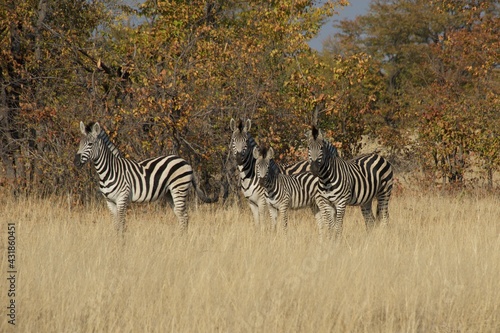 zebras in the wild 