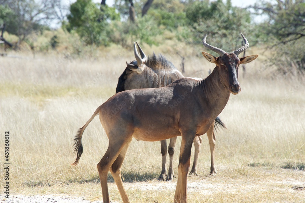 Fototapeta premium impala in the wild