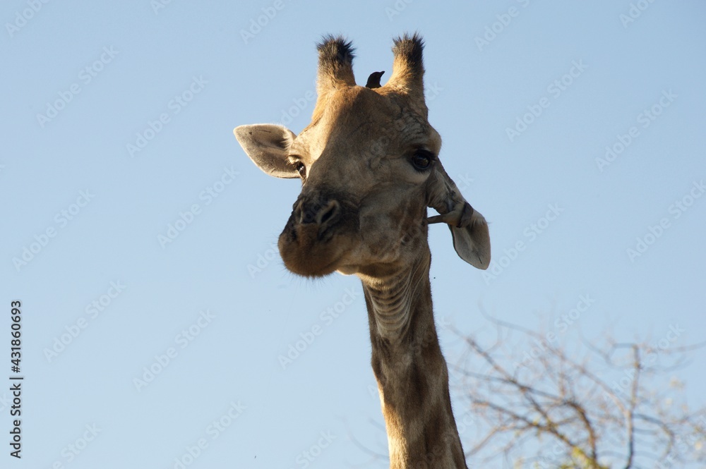 giraffe in the wild 