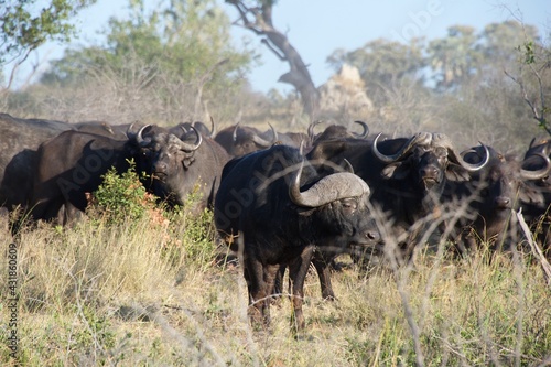 lots of buffalos in the wild 