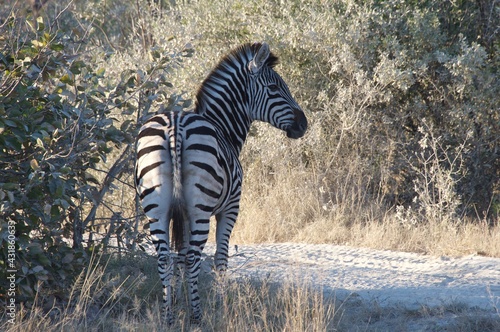 zebras in the wild 