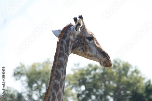 giraffe in the wild 