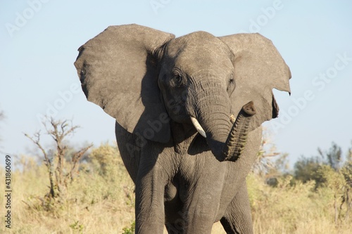 elephant in the wild 