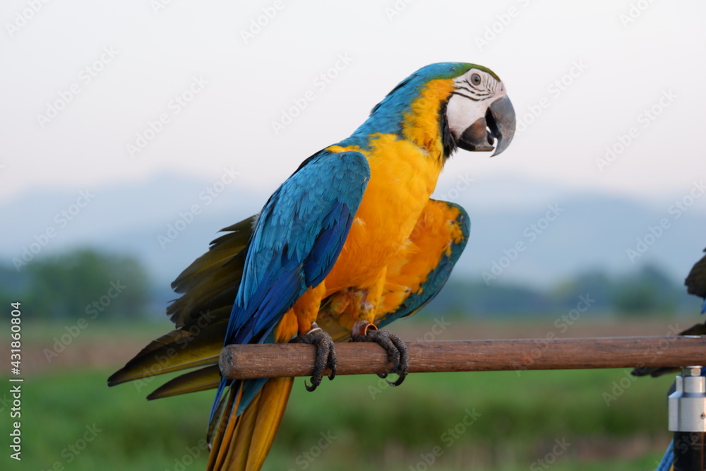 macaw parot bird wing blue and yellow  big bird