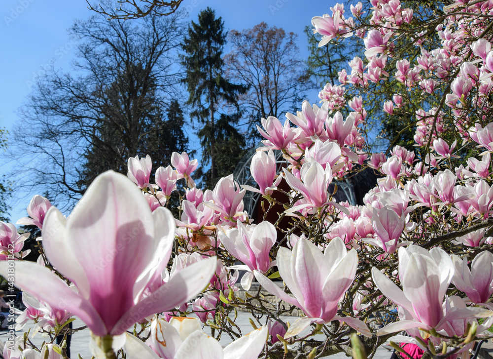 Wiosenne magnolie w rozkwicie - obrazy, fototapety, plakaty 