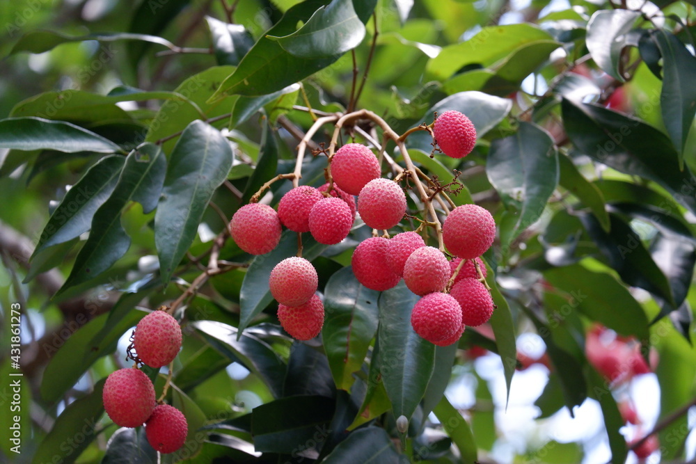 cherries on a branch cherries on a branch