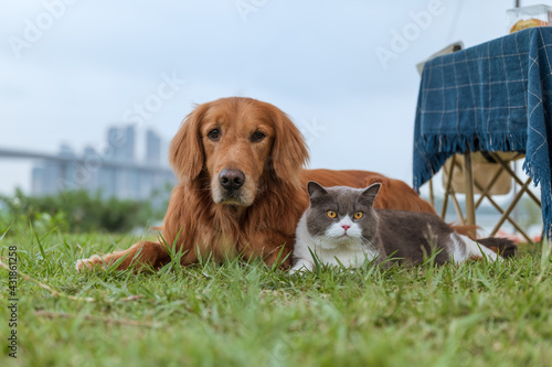Canvas Print Golden Retriever and British Shorthair lying on the grass