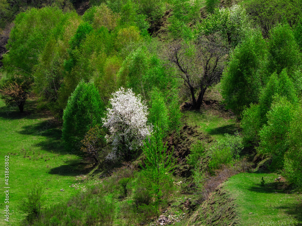 Mountain slope covered with green spring forest and lonely wild blooming cherry tree with white flowers Mountain slope covered with green spring forest and lonely wild blooming cherry tree with white flowers